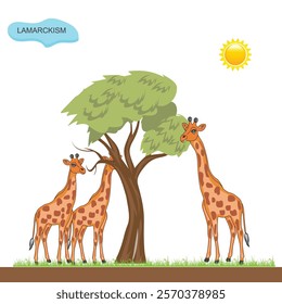 Lamarckism, a theory of evolution based on the principle that physical changes in organisms during their lifetime . vector illustration. Lamarck's theory. biological concept.