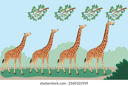 Lamarck's theory suggests organisms adapt traits through use and inheritance. Giraffes' long necks evolved as they stretched to reach high leaves, passing the trait to offspring.