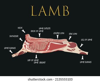 Lamb carcase. Poster butcher diagram and scheme. Hand drawn. Vector illustration