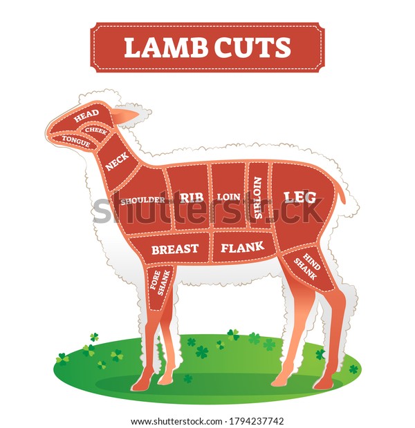Lamb cuts scheme as animal food part separation\
drawing vector illustration. Educational labeled graphic with raw\
meat location on body for butchers. Divided by continuous line for\
cooking and bbq.
