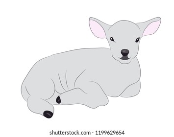 lamb is drawing color, vector, white background