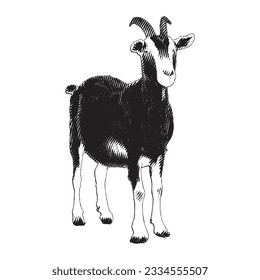 Lamb and Goat vintage engraving illustration. Vector hen what standing side view. Farm animal sketch illustration. Hand drawn engraving style vector illustration.