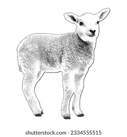 Lamb and Goat vintage engraving illustration. Vector hen what standing side view. Farm animal sketch illustration. Hand drawn engraving style vector illustration.