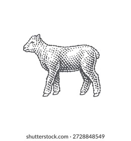 Lamb. Hand drawn engraving style illustrations. Etched vector illustration.	