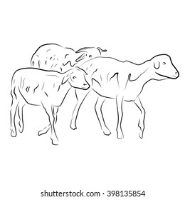 Lamb illustration