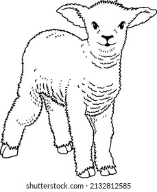 Lamb  line vector illustration isolated on white background