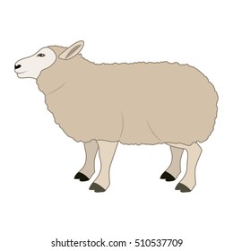 Lamb livestock animal design