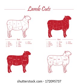 LAMB meat cuts - red on white