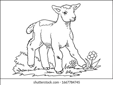 Lamb on the field sketch vector illustration