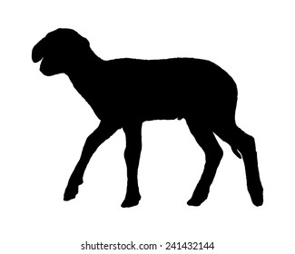 Lamb on white