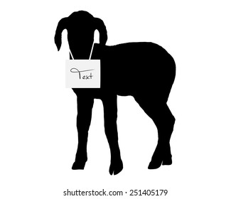 Lamb on white