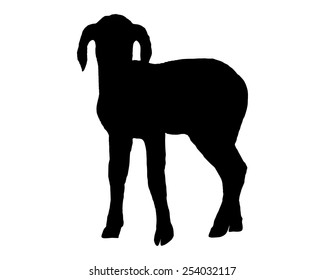 Lamb on white