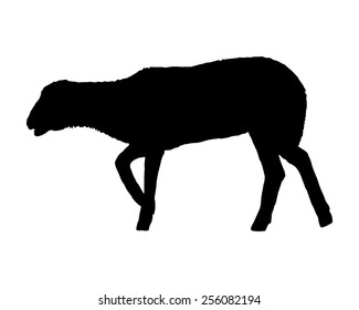 Lamb on white