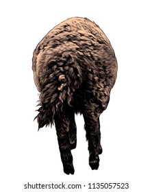 lamb is a rear view of the ass with a curly tail, sketch vector graphics color illustration on a white background