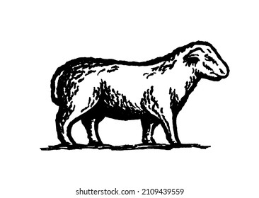 Lamb sheep graphic illustration. Vintage print Retro logo Sheep badge sign. Meat shop Farm Butchery Wool company logo icon template. 