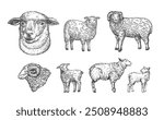 Lamb Sheep and Ram Domestic Animals Drawing Hand Drawn Engraving Style Cattle Silhouettes and Heads. Retro Vector illustrations Set. Isolated