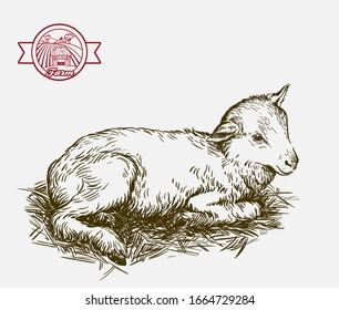 Lamb. Sketch Drawn By Hand. Animal Husbandry