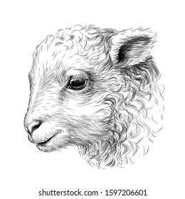 Lamb. Sketch, hand-drawn, black-and-white portrait of a lamb's head on a white background.