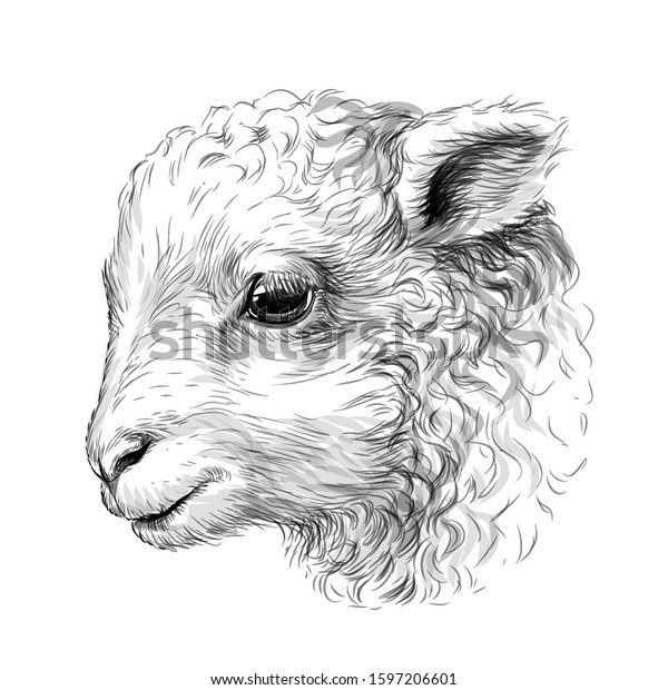 Lamb Sketch Handdrawn Blackandwhite Portrait Lambs vetor stock (livre