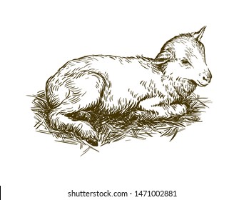 Lamb. Sketch On A White Background. Animal Husbandry