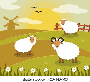 Oveja en el campo. Tres ovejas