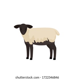 Lamb vector illustration. Farm animals collection.