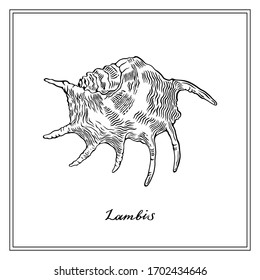 Lambis Seashll. Black and white square card. Hand-Drawn collection of greeting cards. Vector illustration.