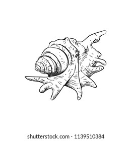 Lambis spider conch Chicoreus aculeatus, large sea snail Unique shells, molluscs Gastropoda. Sketch black contour on white background. Vector