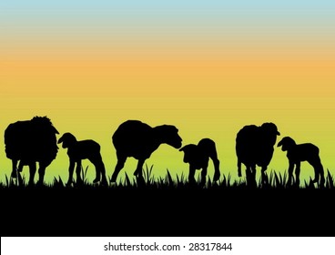 Lambs and sheep
