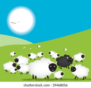 Lämmer und Schafe, ein Schwarz