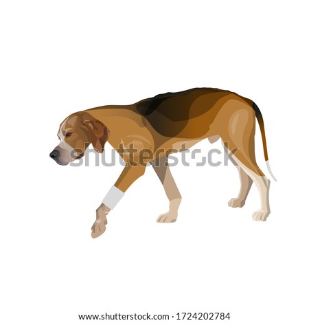 Lame dog walks with a bandaged paw. Vector illustration isolated on white background Imagine de stoc © 