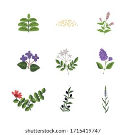 Lamiales isolated vector plants set