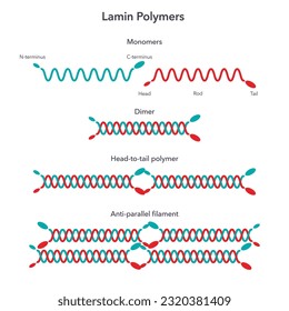 Lamin polymer science vector illustration infographic