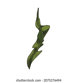 Laminaria or seaweed colored sketch vector illustration isolated on white background. Hand drawn underwater algae or kelp. Marine life plant in engraved style.