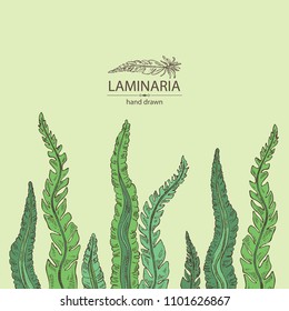 Laminaria: laminaria seaweed, sea kale. Brown algae. Edible seaweed. Vector hand drawn illustration.