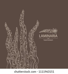 Laminaria: laminaria seaweed, sea kale. Brown algae. Edible seaweed. Vector hand drawn illustration.