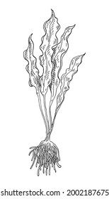 Laminaria seaweed. Vintage vector hatching monochrome black illustration. Isolated on white background. Hand drawn design in a graphic ink style.