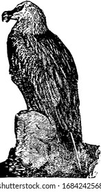 Lammergeier is the largest bird of prey native to Europe, vintage line drawing or engraving illustration.