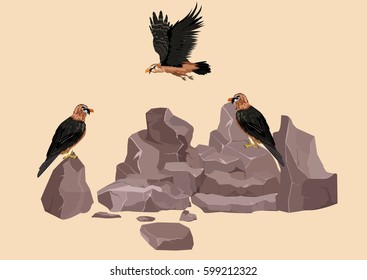 lammergeyer asian eagles on rocks, vector illustration