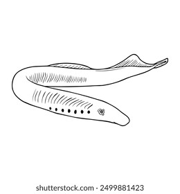 lamprey line vector illustration,isolated on white background,top view