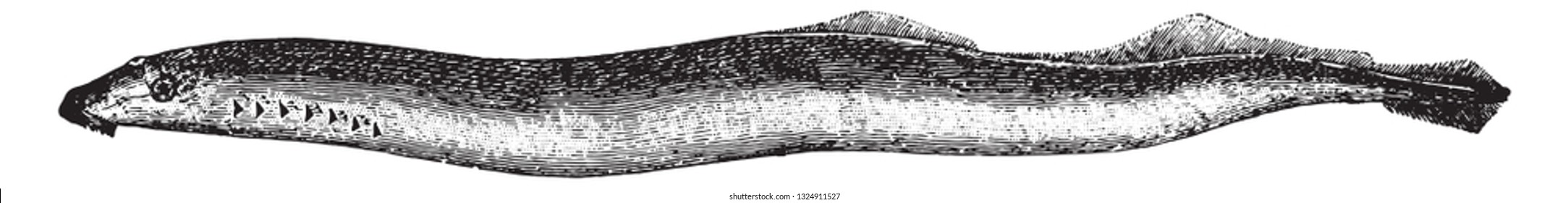 The lamprey, vintage engraved illustration. From Deutch Vogel Teaching in Zoology.
