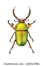 Lamprima adolphinae. Beetle vector illustration. Bug on white background. Entomology collection. Insect cartoon art. Aquarelle style. Picture for greeting card, logo, decoration and design.