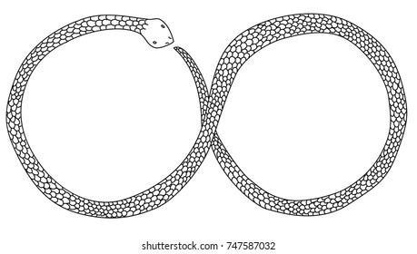 Lampropeltis triangulum vector.Sticker and hand drawn snake for tattoo.infinity snake Reptile on black background.