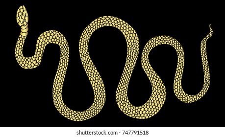 Lampropeltis triangulum vector.Sticker and hand drawn snake for tattoo.Golden snake Reptile on white background.