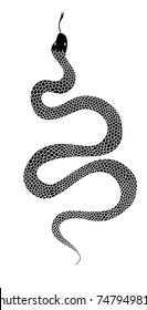 Lampropeltis triangulum vector.Sticker and hand drawn snake for tattoo.snake Reptile illustration.