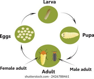 The Lampyridae are a family of elateroid beetles with more than 2,000 described species, many of which are light-emitting. 