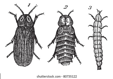Lampyris splendidule (Lampyris splendidula) vintage engraving. Old engraved illustration of Lampyris splendidule (Lampyris splendidula) 1. male 2. female 3. larva.  Trousset encyclopedia (1886 - 1891)