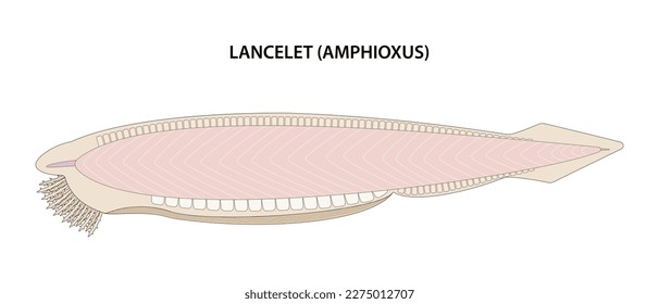 Lancelet or Amphioxus (Branchiostoma). The lancelet is a small, translucent, fish-like animal.