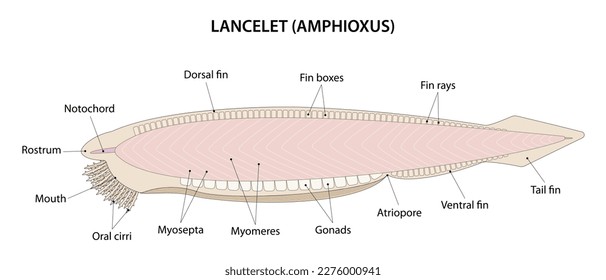 Lancelet or Amphioxus (Branchiostoma). The lancelet is a small, translucent, fish-like animal.