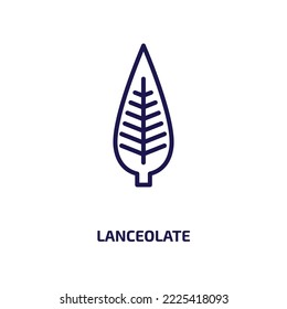 lanceolate icon from nature collection. Thin linear lanceolate, nature, simple outline icon isolated on white background. Line vector lanceolate sign, symbol for web and mobile